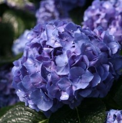 Let's Dance® Blue Jangles® Bigleaf Hydrangea (Dwarf Mophead, Repeat Flowering), Hydrangea macrophylla 'SMHMTAU'